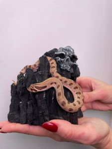 Свиноносий вуж, носата карликова змійка, ручна ласкава гаконоса змія