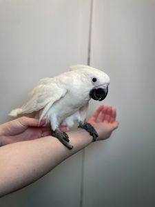 Какаду альба, білий какаду, ручний викормиш какаду, папуга з документами та кільцем