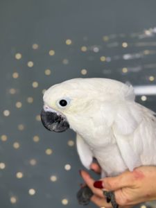 Какаду альба