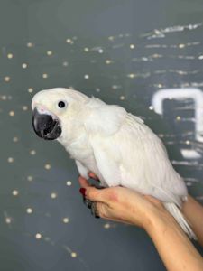 Какаду альба