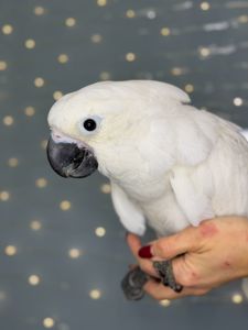 Какаду альба