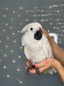 Какаду альба