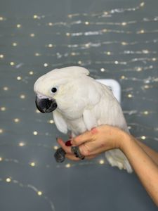 Какаду альба