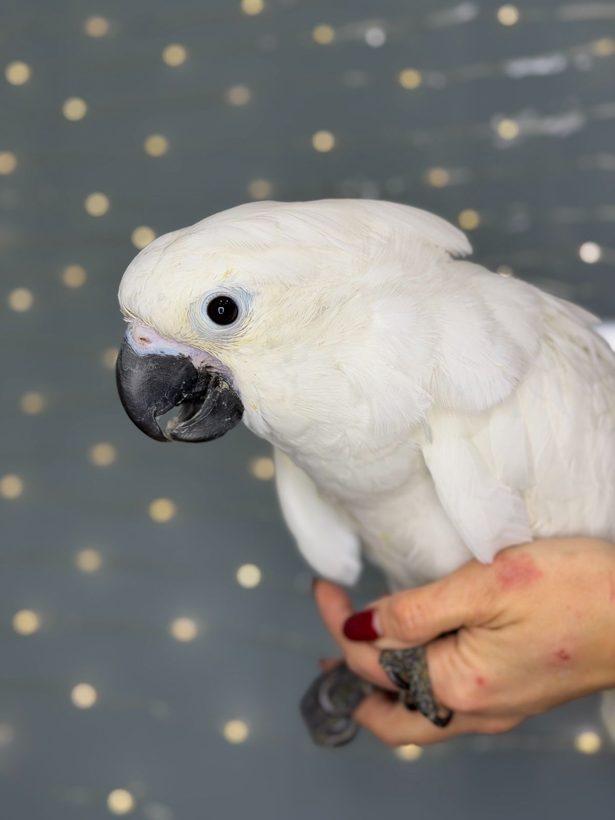 Какаду альба