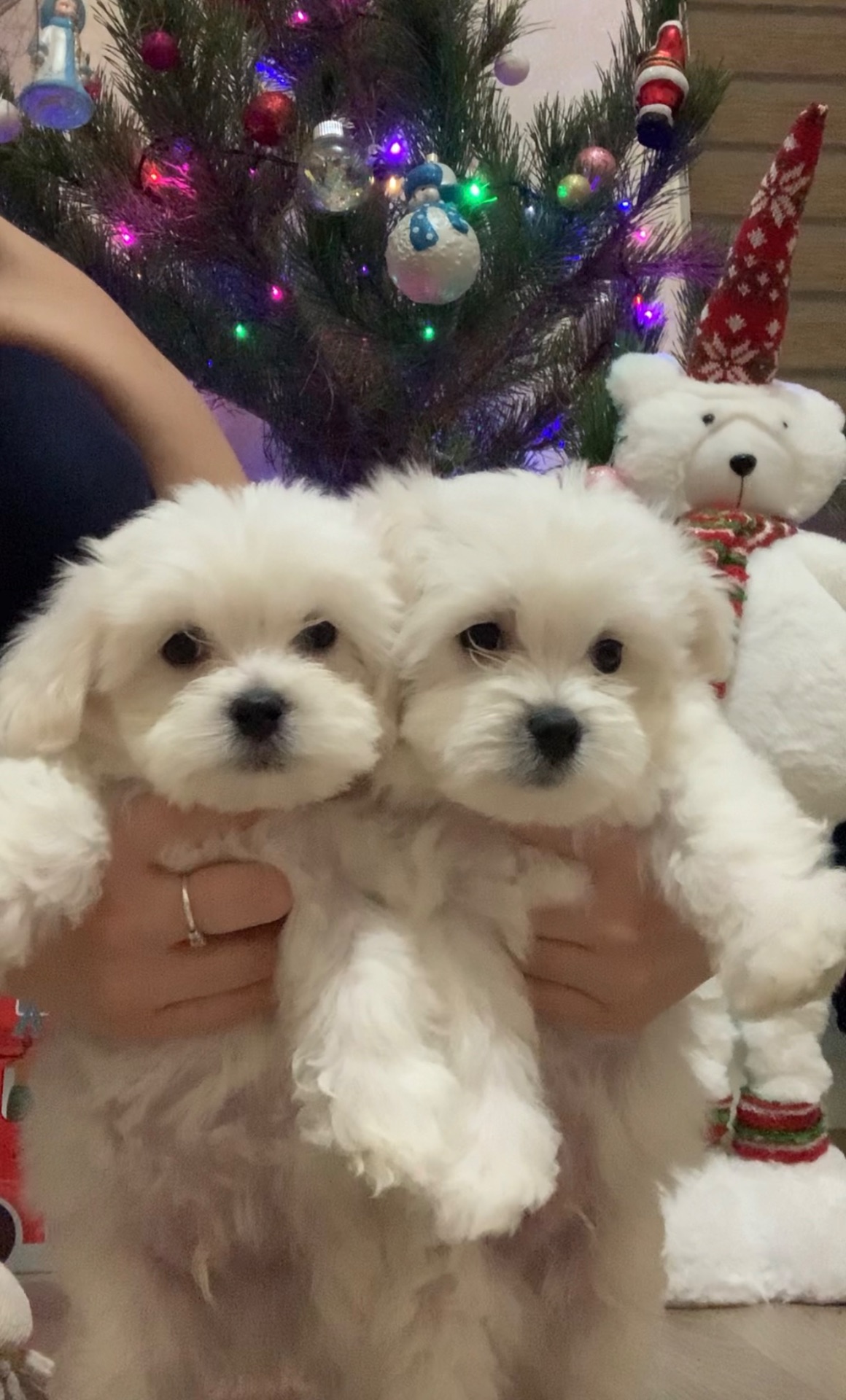 Щенки Мальтийская болонка