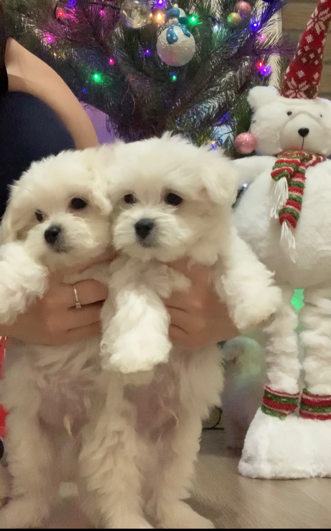 Щенки Мальтийская болонка