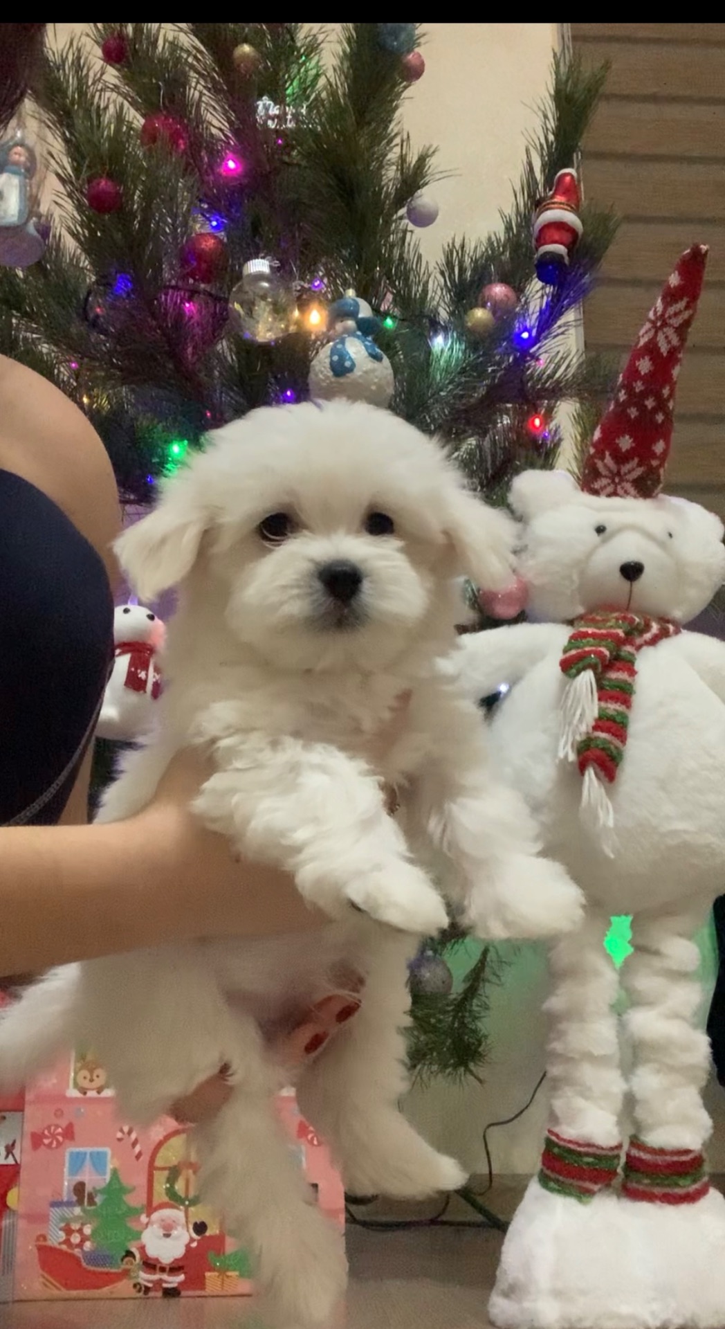 Щенки Мальтийская болонка