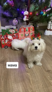 Щенки Мальтийская болонка