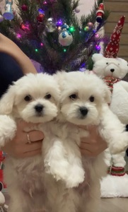 Щенки Мальтийская болонка