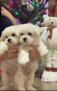 Щенки Мальтийская болонка
