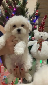 Щенки Мальтийская болонка