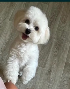 Щенки Мальтийская болонка