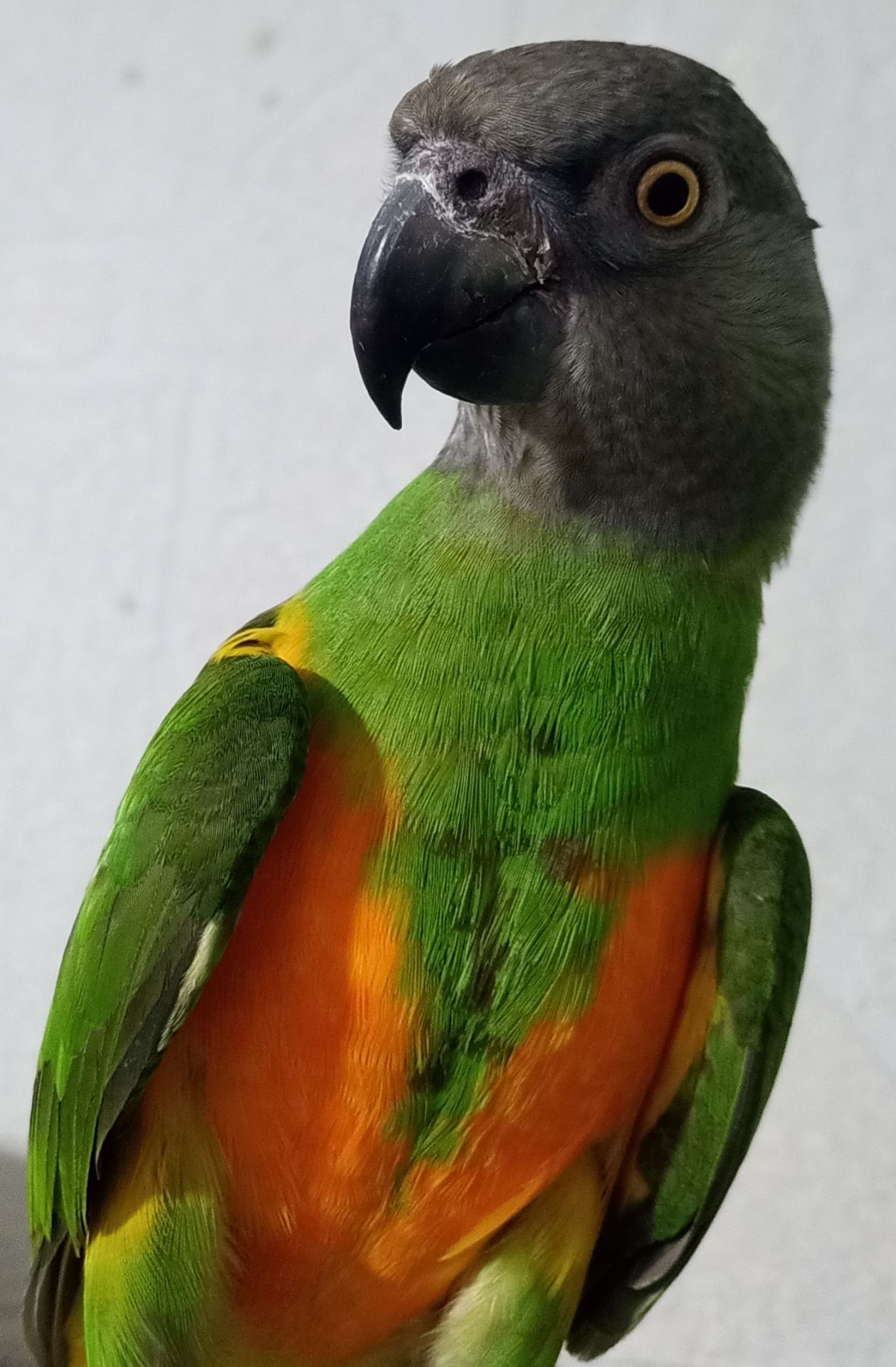 Сенегальский попугай