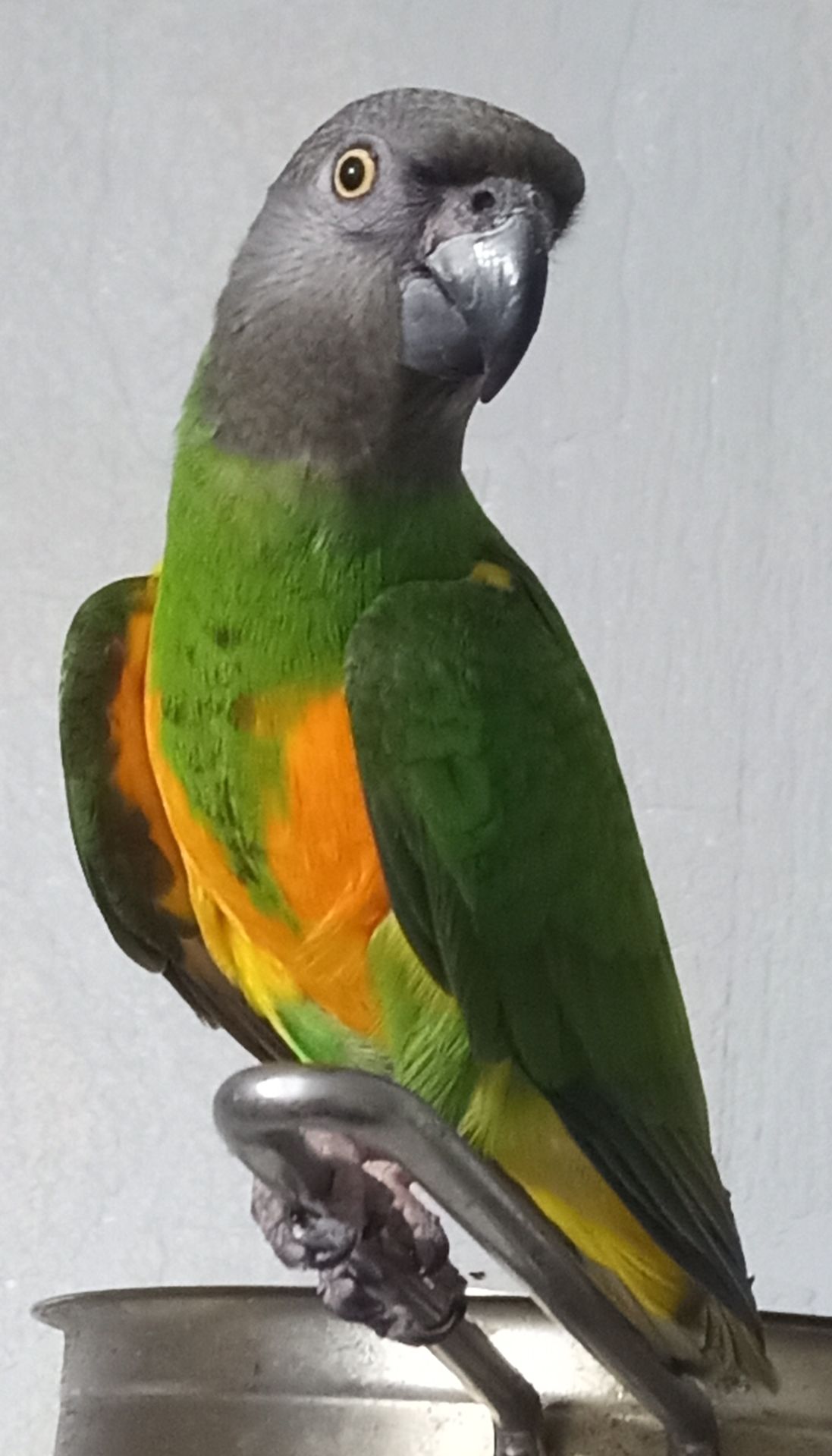 Сенегальский попугай