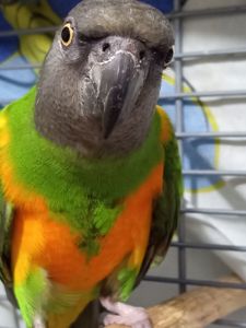 Сенегальский попугай