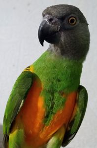 Сенегальский попугай