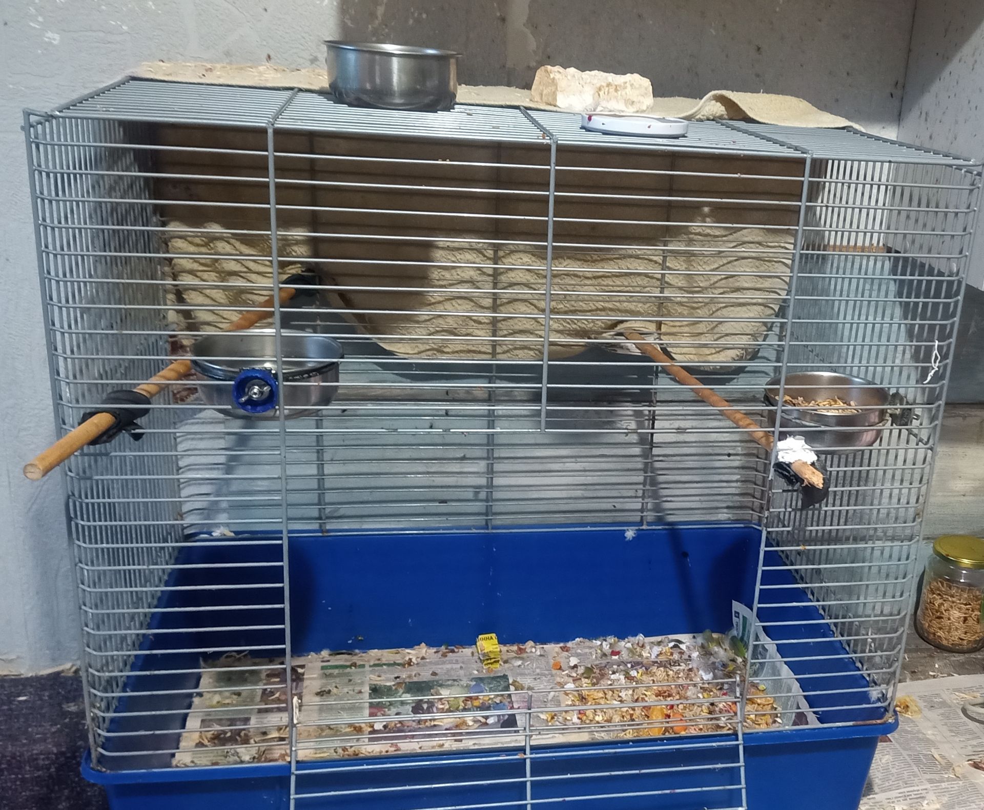 Сенегальский попугай