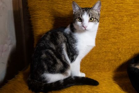 Котик Мурчик