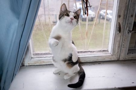 Котик Мурчик