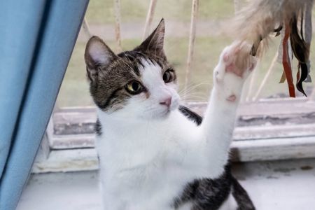 Котик Мурчик