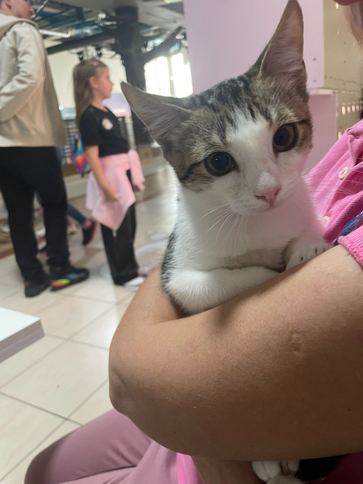 Котик Мурчик