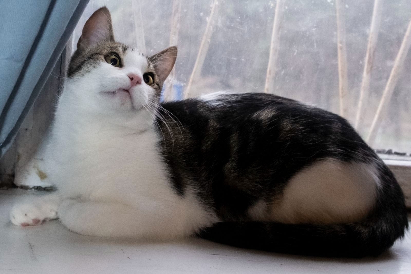 Котик Мурчик