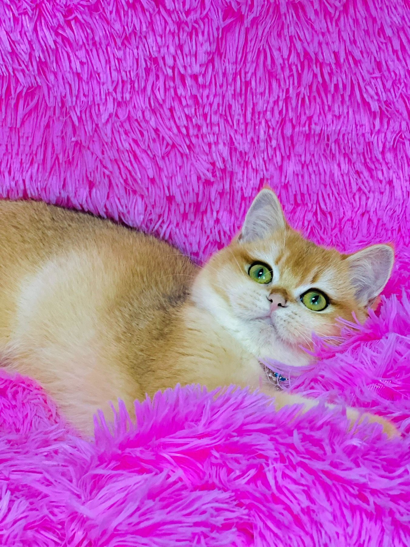 Британська золота шиншилла