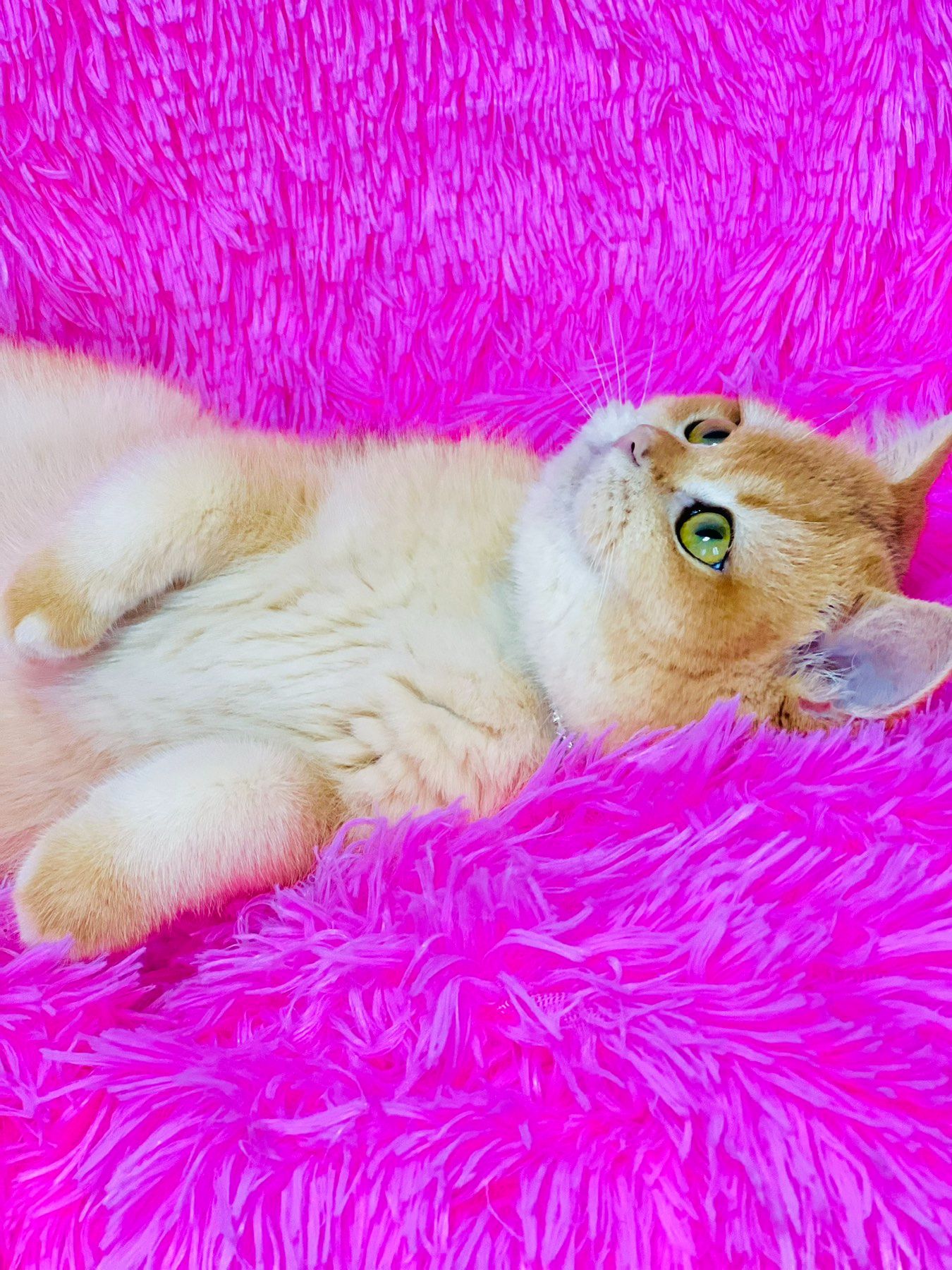 Британська золота шиншилла