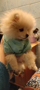 Девочка микро Померашка Анабель 500 евро