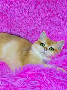 Британська золота шиншилла