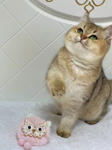 Британська золота шиншилла