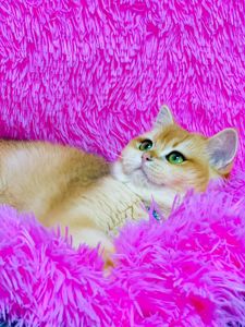 Британська золота шиншилла