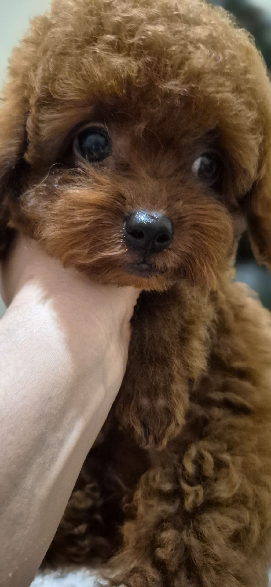 Хлопчик красунчик той пуделя