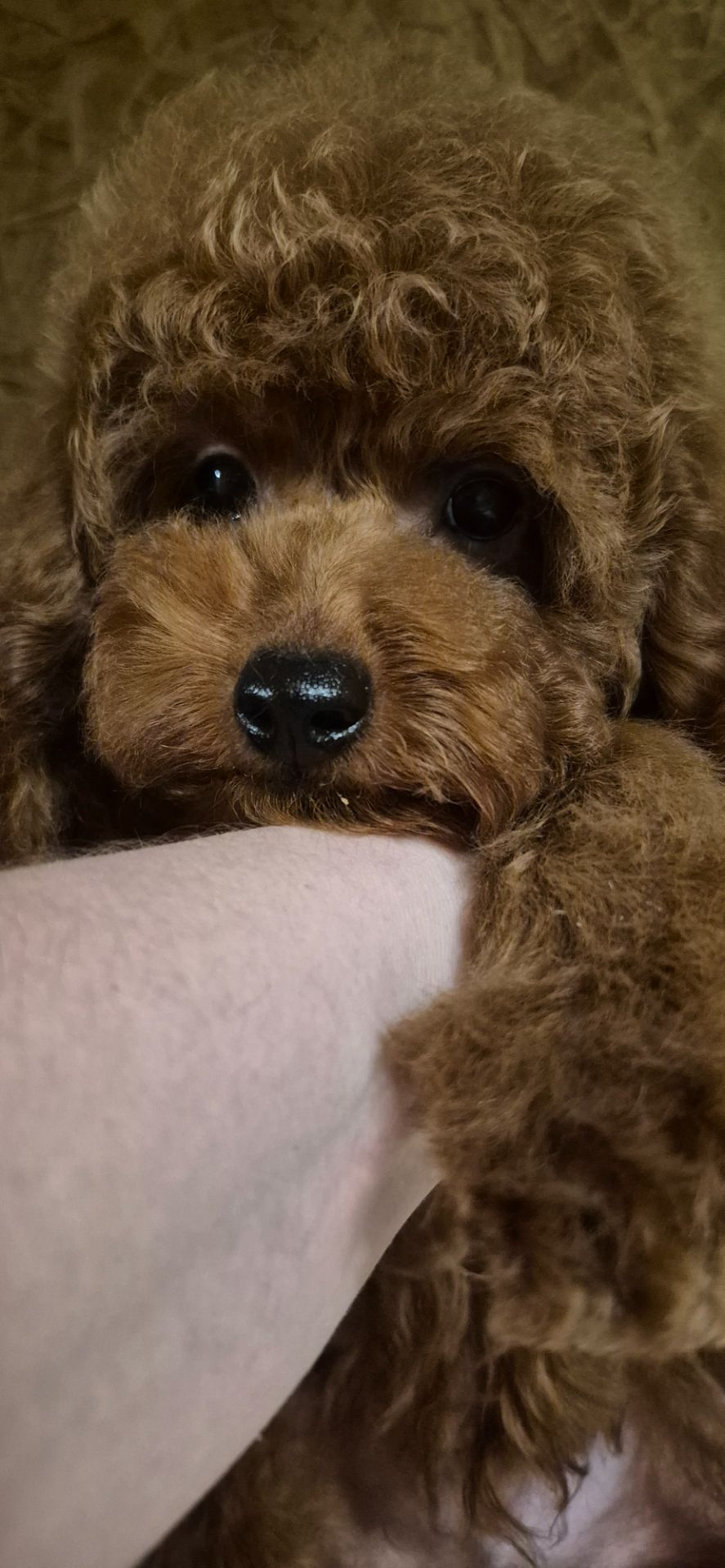 Шикарний пудель міні