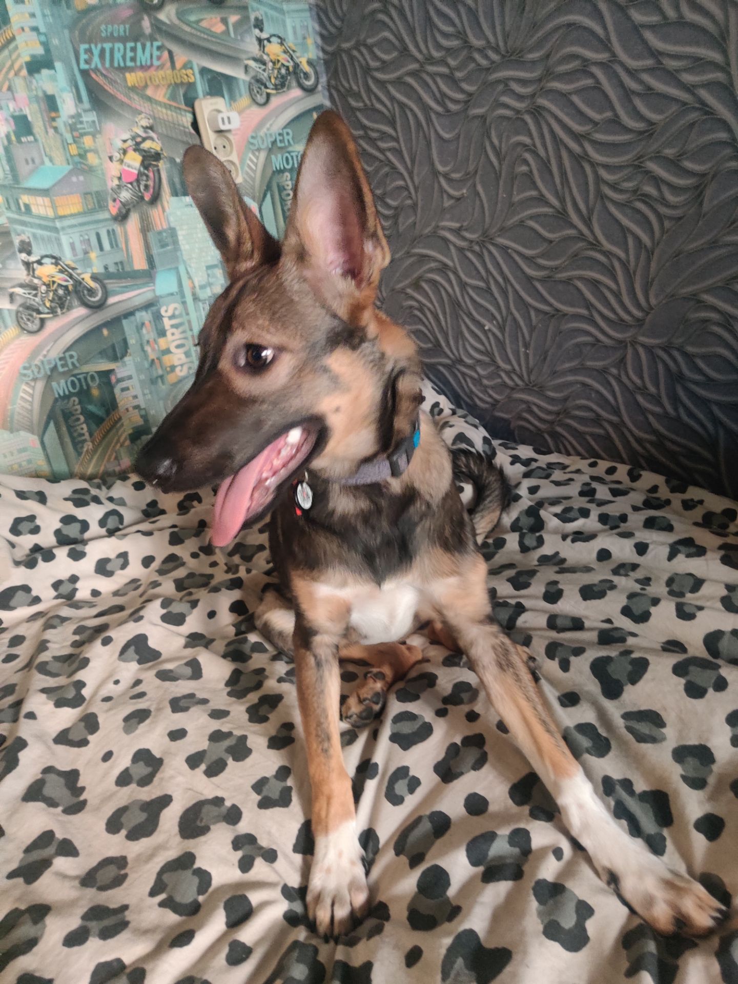 Срочно Ищу дом для щенка Леся ЗСУ 9 месяцев