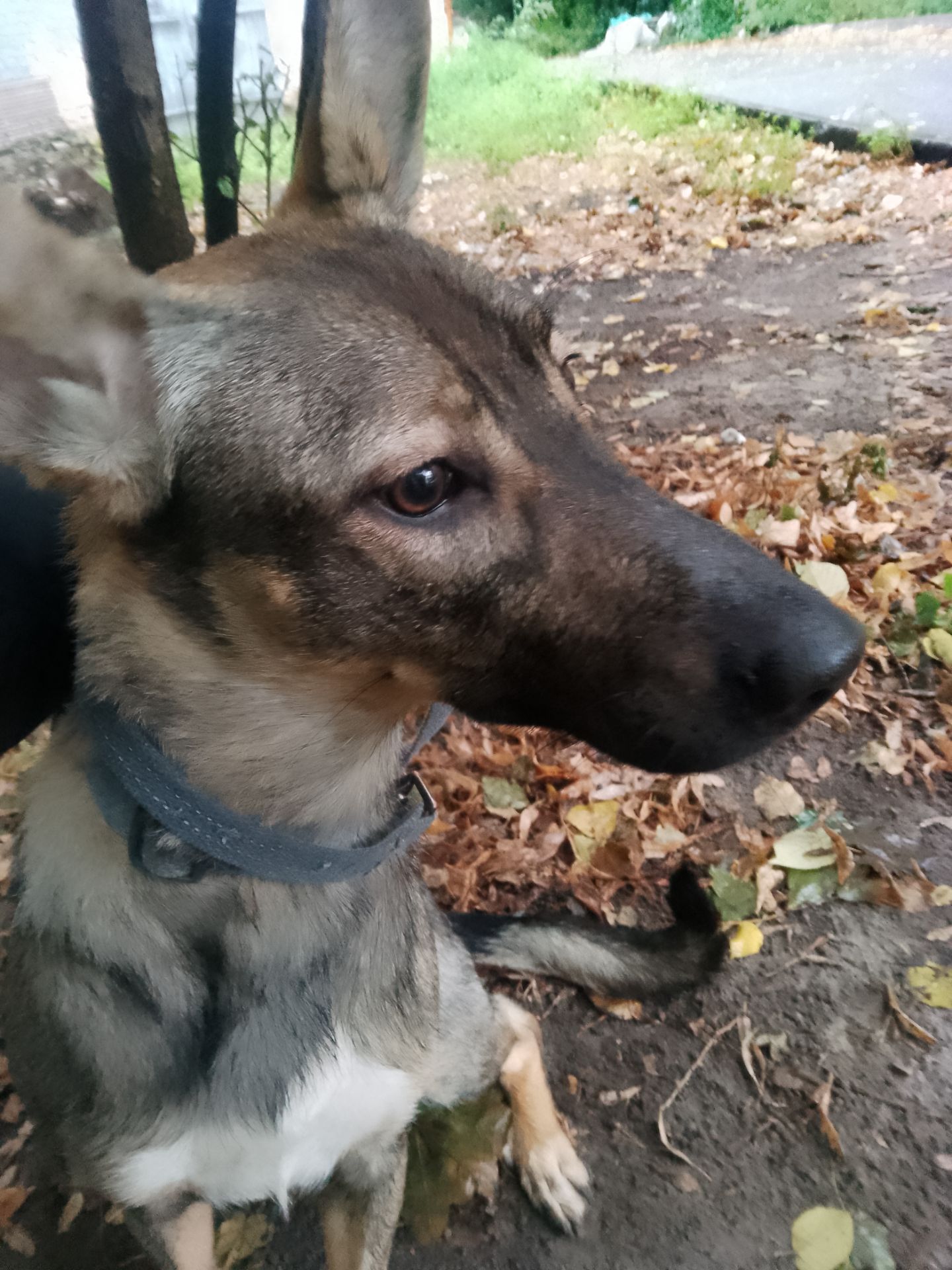 Срочно Ищу дом для щенка Леся ЗСУ 9 месяцев