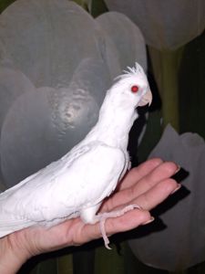 Корера альбіно