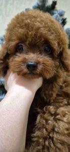 Хлопчик красунчик той пуделя