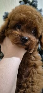 Хлопчик красунчик той пуделя