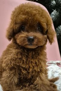 Хлопчик красунчик той пуделя