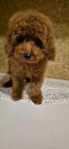 Шикарний пудель міні