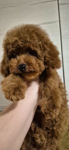 Шикарний пудель міні