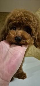 Шикарний пудель міні