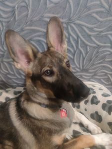 Срочно Ищу дом для щенка Леся ЗСУ 9 месяцев