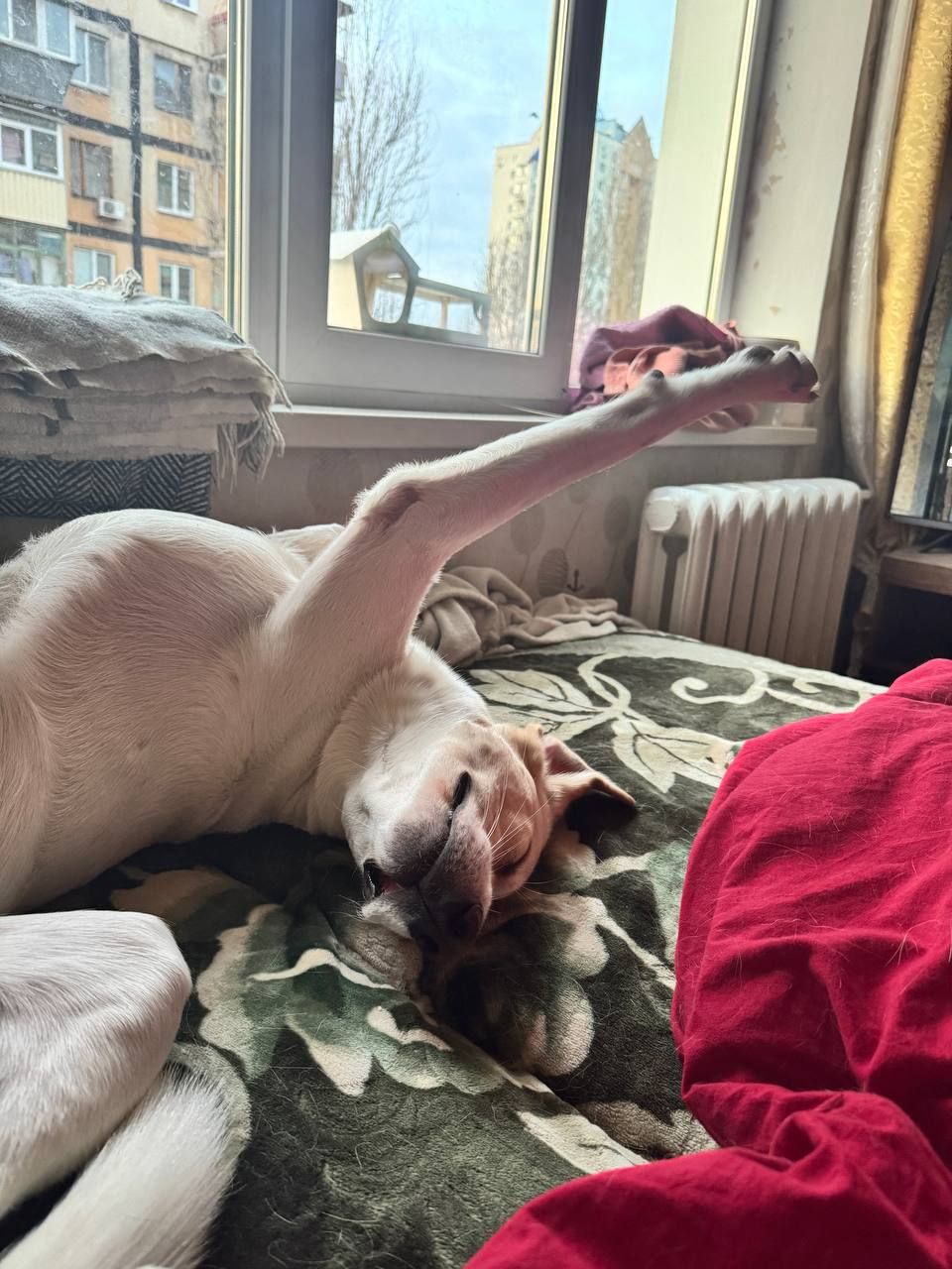 Мальчик Персик