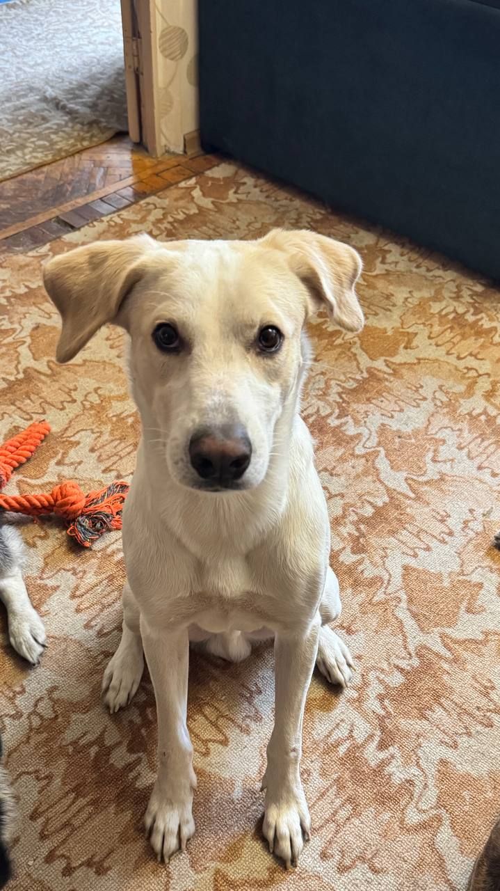 Мальчик Персик