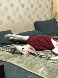 Мальчик Персик