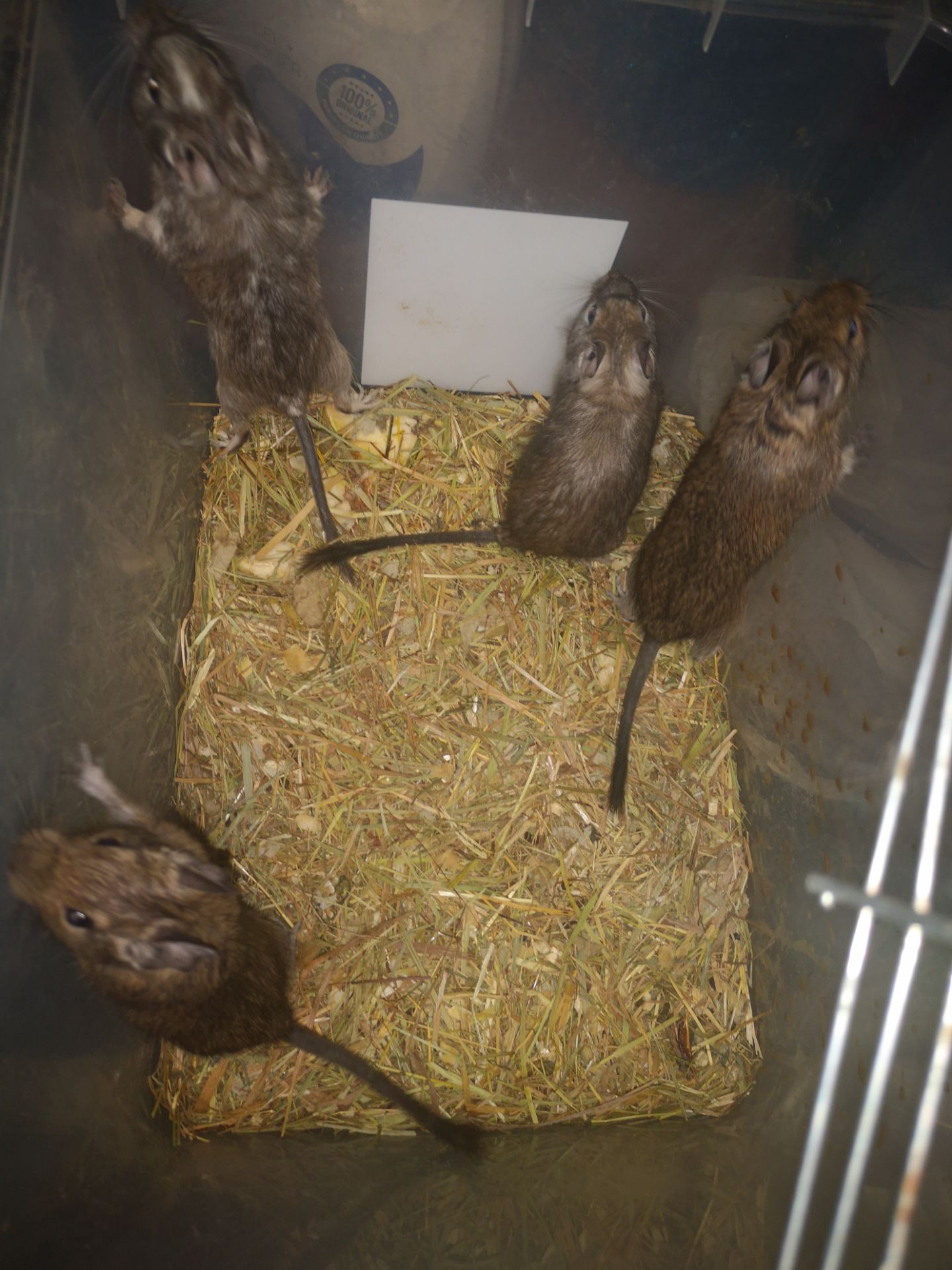 Білочки дегу