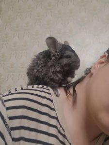 Шиншилла хлопчик