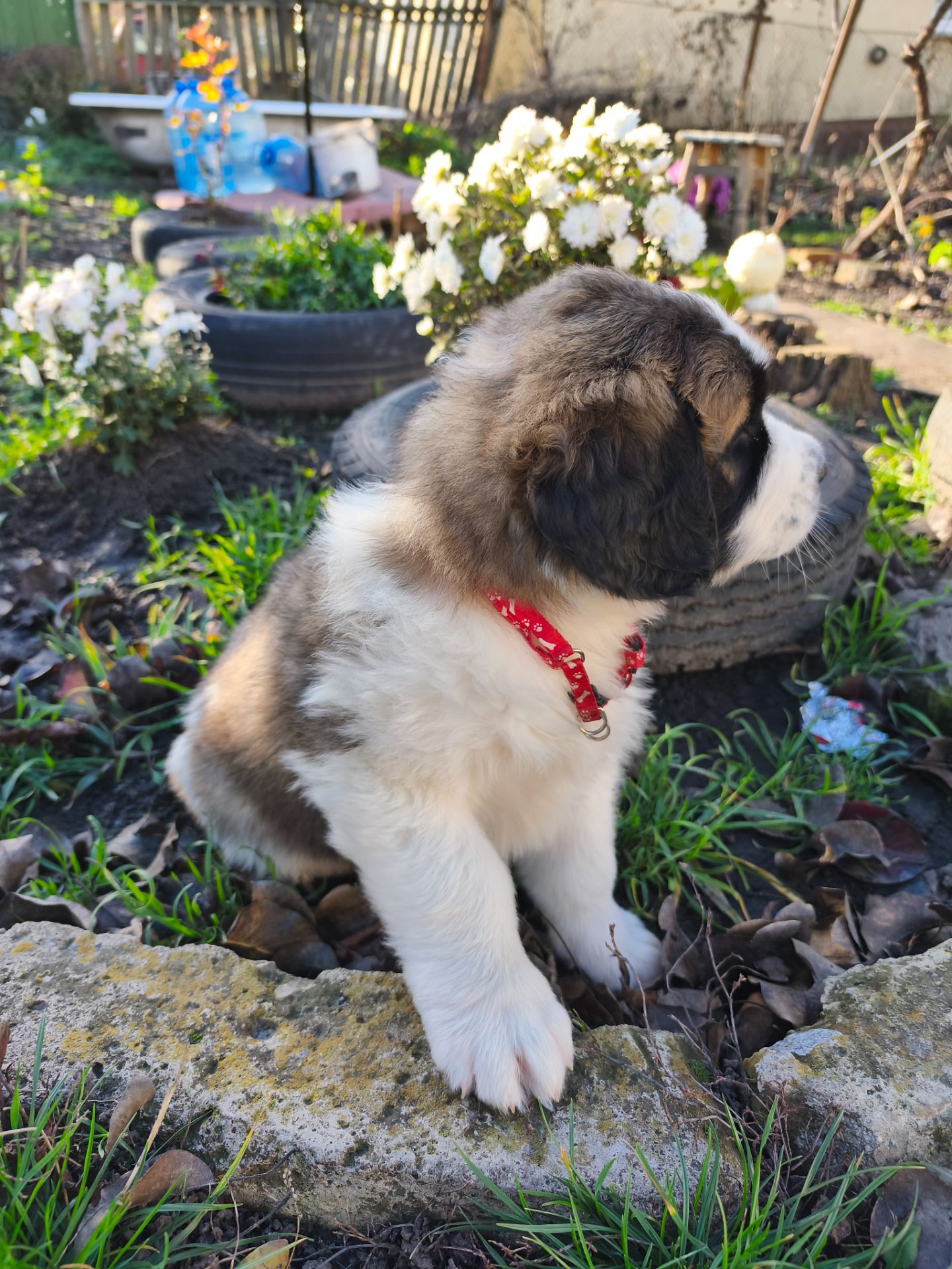 Цуциня хлопчик